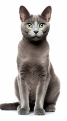 a gray russian Blue cat sitting on white background