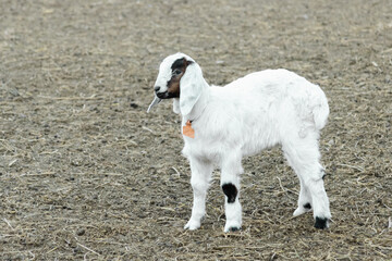 Adorable Innocence: Anglo-Nubian Kid Goat Exuding Cuteness and Playfulness..