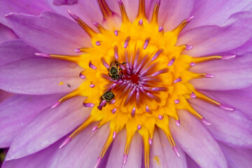 Beautiful lotus flower macro photography