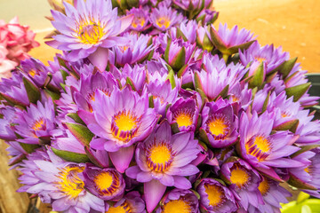 Obraz premium Lotus flower in the market. (Selective focus)