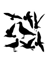 Obraz premium Seagull bird silhouettes