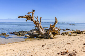 Driftwood on Korotogo Beach, Fiji Islands. 