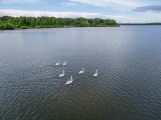 Aerial view of some white swan birds on a lake during a beautiful summer morning. Birds in nature.