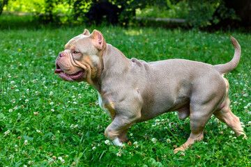 An American Bully dog plays in a green meadow..
