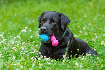 A black labrador with toys in its mouth on a green meadow.