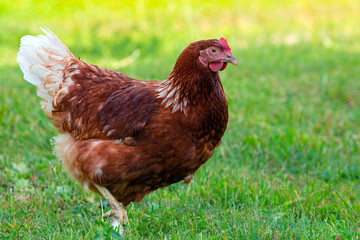 A red-haired laying hen on the loose in a grassy field