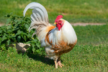 A large rooster stands in the grass on a sunny day. Watching chickens.