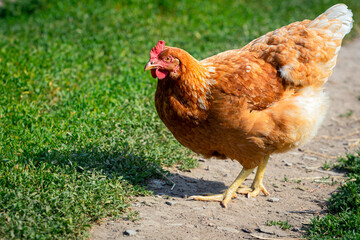 A red-haired laying hen on the loose in a grassy field