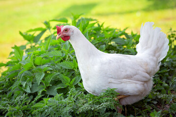 Big organic roaming natural white and village chicken..
