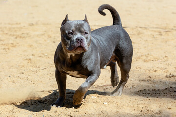 The American Bully playing in the dog playground