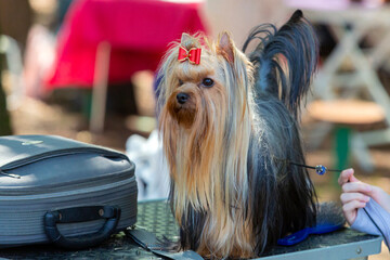A beautiful Yorkshire terrier poses at a dog show