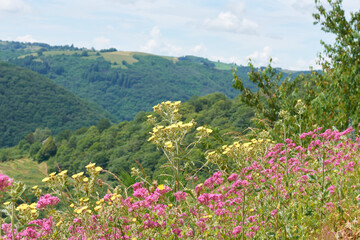 Fototapeta premium vallée du lot fleurie