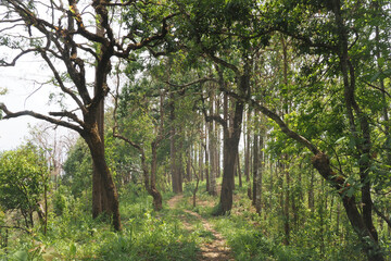 jungle in Doi inthanon national park Chiang mai Thailand