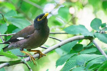 Locust starling (myna) came to be photographed