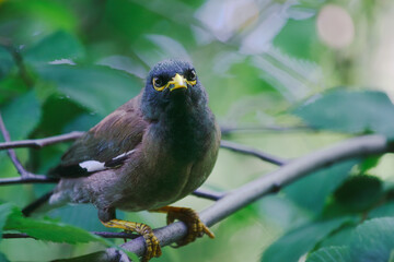 Locust starling (myna) came to be photographed