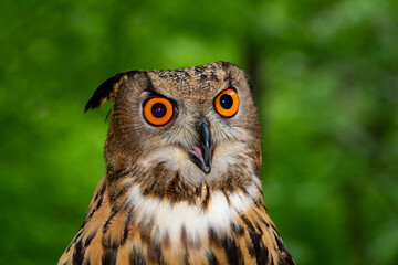 Orange, eyes, Eurasian, Eagle Owl, Owl,