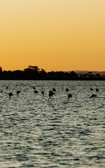 Naklejka premium Flamingos in the protected area of La Laguna de Rocha in La Paloma, Uruguay.