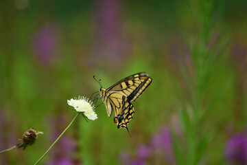 スカビオサの蜜を吸うキアゲハ