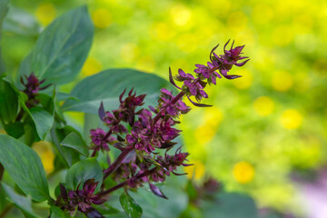 Sweet basil, Thai basil (Ocimum basilicum) in the vegetable garden