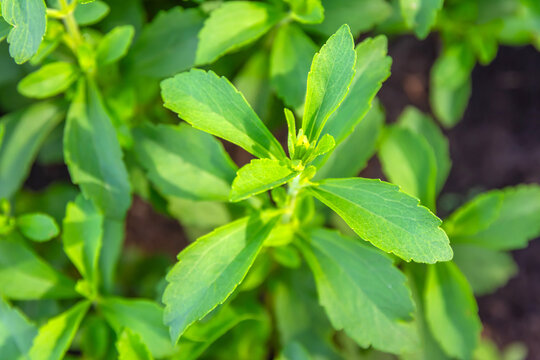 Stevia (genus Asteraceae, Eupatorieae) has stevioside (Steviol glycosides) extracted from its leaves