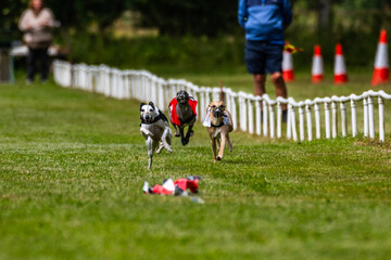 Whippet Racing