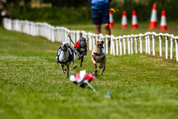 Whippet Racing