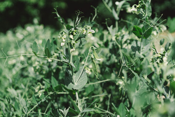 Bushes of young peas on the field, early eco food, peas with flowers. Agriculture scene.