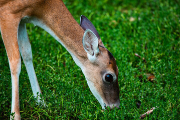 deer grazing in the grass