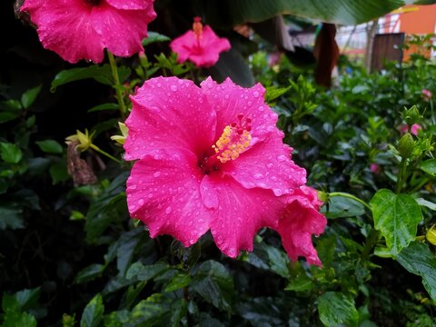 Hibiscus rosa-sinensis, known colloquially as Chinese hibiscus and shoeblack plant, is a species of tropical hibiscus, a flowering plant in the Hibisceae tribe of the family Malvaceae.