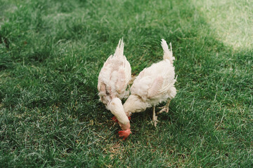 Sick chickens bald birds without feathers walk on a free range. Chickens without feathers
