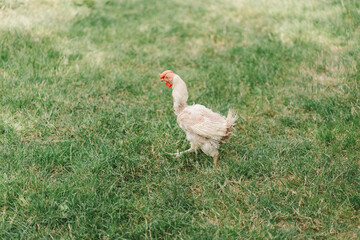 Sick chickens bald birds without feathers walk on a free range. Chickens without feathers
