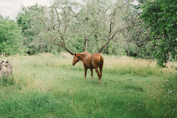 Naklejka na ściany i meble Beautiful horse running and standing in tall grass. Portrait of a horse