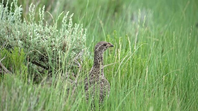 Sage-Grouse hen walking through grass in the Wyoming wilderness as wind blows in slow motion.