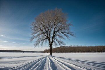 Fototapeta na wymiar A bare tree covered in ice crystals