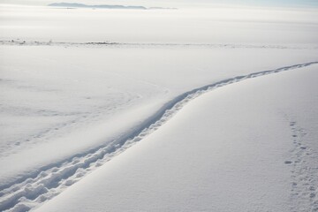 Tracks of a small mammal in fresh snow