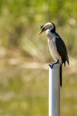 Little Pied Cormorant (Microcarbo melanoleucos)