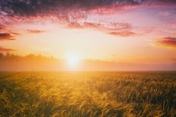 Sunrise in an agricultural field with fog and golden rye covered with dew on an early summer...