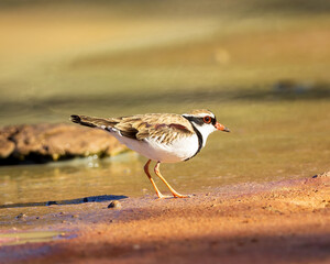 A Black-fronted Dotterel (Elseyornis melanops) in profile showing its distinctive black face-mask and breast-band and prominent chestnut shoulder feathers