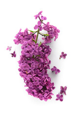 Fototapeta na wymiar Branch of beautiful lilac flowers on white background