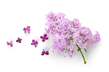 Fototapeta na wymiar Composition with beautiful fresh lilac flowers on white background