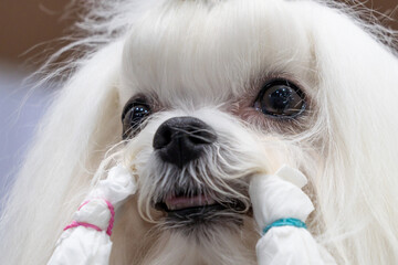 Close-up and beautiful dog face