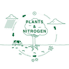 the life cycle of a plant and nitrogen cute illustration, minimal hand drawn style diagram, cow, raining - obrazy, fototapety, plakaty