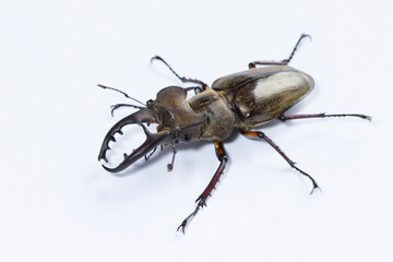 昆虫写真 ミヤマクワガタ 白背景