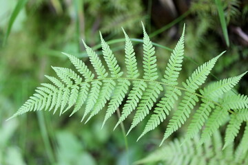 fern leaf in the forest