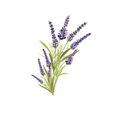 Naklejka premium Beautiful lavender flower bouquet