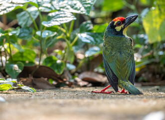 The Coppersmith barbet bird in the garden