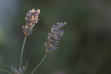 close up of lavender flower. macro shot