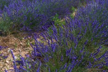 lavender field in region