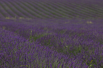 Naklejka premium lavender field region