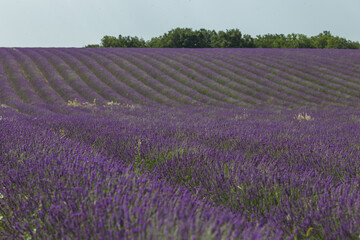 lavender field in region